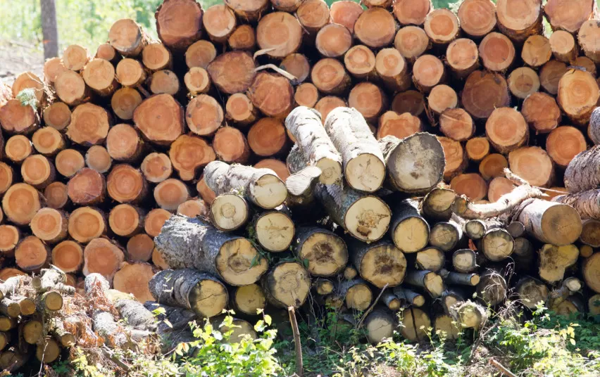 Antrojo pusmečio medienos aukcione daugiausiai medienos nusipirko Lietuvos perdirbimo įmonės