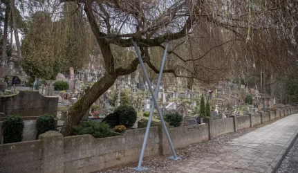 brandžių medžių priežiūra