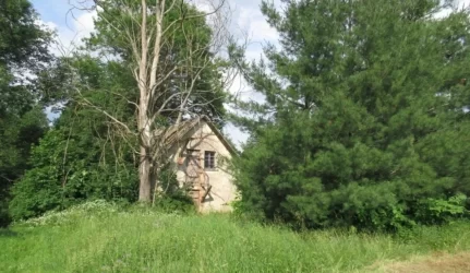 Aukcione parduotas retas statinys – kankorėžių aižykla