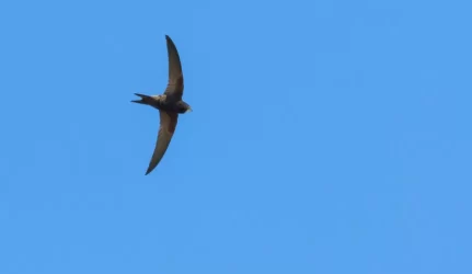 Daugiabučių atnaujinomo kompensacijos