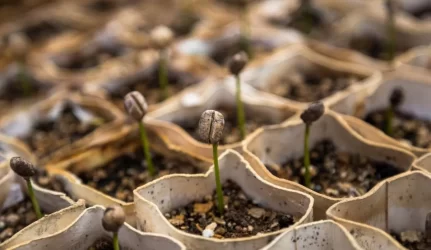 Sodinukų daiginimas