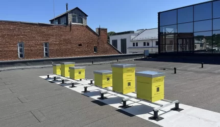 Bitės ant prekybos centro stogas