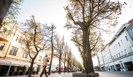 Laisvės alėjo medžių kirtimas