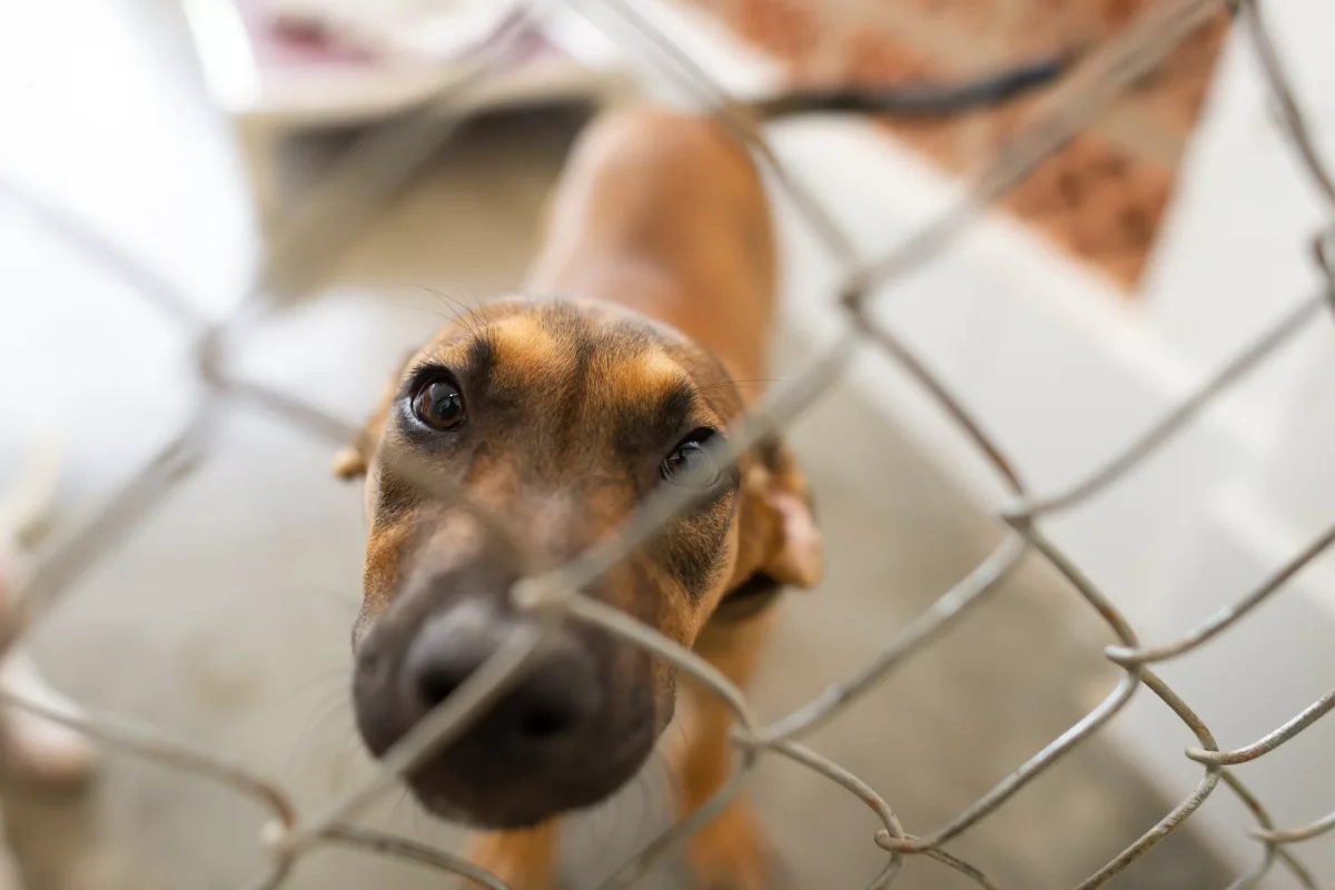 Saulės elektrinės gyvūnų prieglaudos