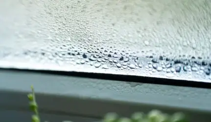 pelėsis ir drėgmė