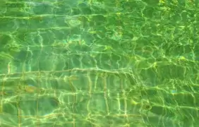 Baseino vanduo žaliuoja