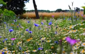 Žalioji infrastruktūra
